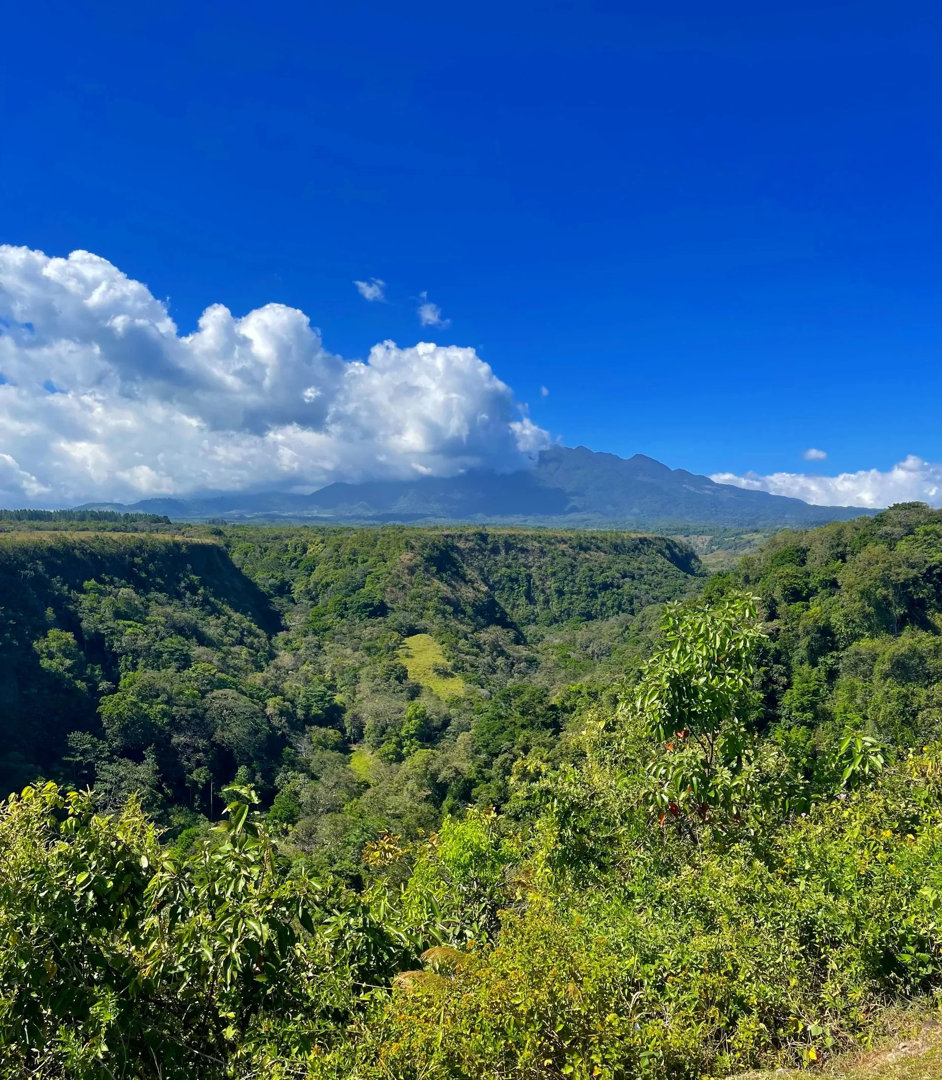 Finca cafetalera en el flanco del Volcan Baru, sobre Boquete, Panama