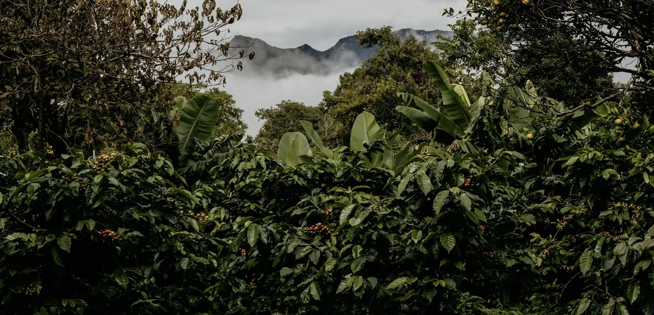 Finca Panda, Tierras altas de Boquete