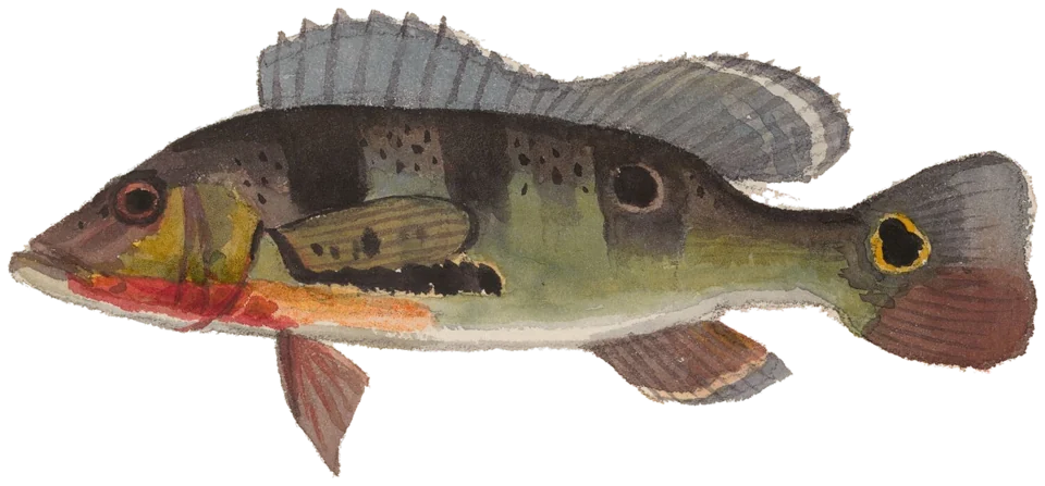 Peacock bass, Cichla