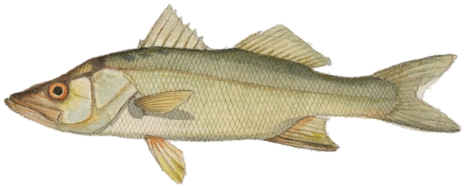 Snook, Centropomus