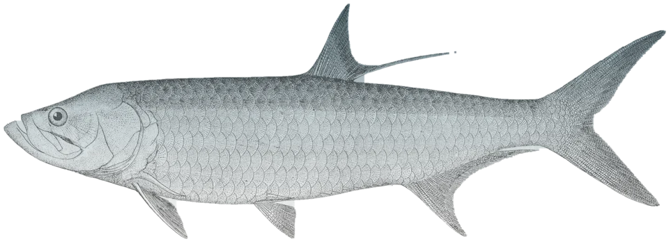 Tarpon, Megalops atlanticus